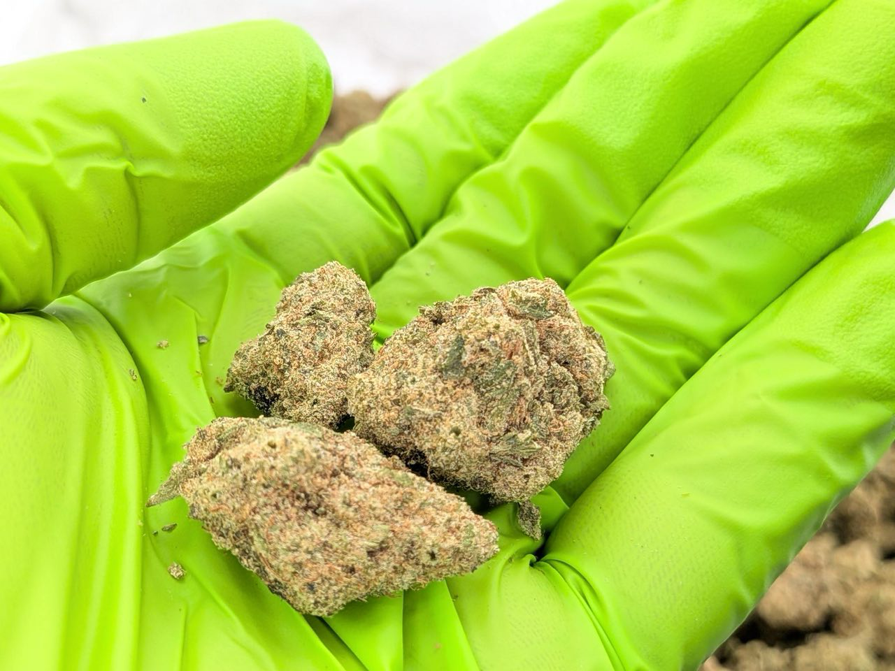 Papaya Runtz strain